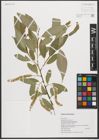 Foto von Salix triandra subsp. amygdalina (L.) Schübl. & G. Martens